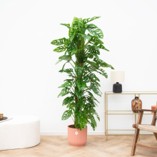 Monstera Monkey Leaf   160cm