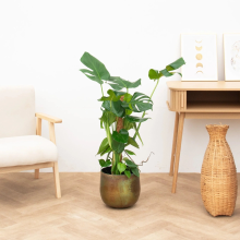 Monstera Deliciosa Mosstok   90cm