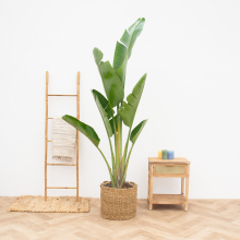 Strelitzia Augusta   225cm
