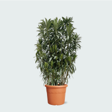Nerium Oleander struik   210cm