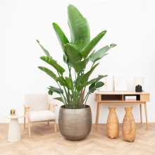 Strelitzia Nicolai de luxe XXL   250cm