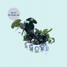 Ogreen Indoor Jungle