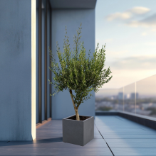 Green bubble Olijfboom Olea Europaea Cultivo inclusief Grigio Cube   225 cm