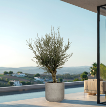 Olijfboom Olea Europaea Lorc vertakt inclusief pot Charlie beige washed   225cm