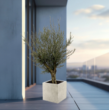 Green bubble Olijfboom Olea Europaea Lorc vertakt inclusief Grigio Cube   225cm