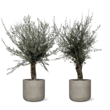 Combi deal 2x   Olijfboom Olea Europaea Lorc vertakt inclusief Charlie Beige Washed 62x60   250cm