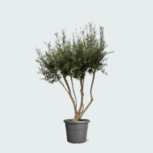 Olea Europaea Cultivo vertakt XXL   210cm