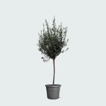 Olea Europaea op stam   160cm