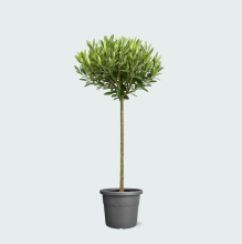 Olea Europaea op stam   100 cm