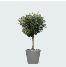 Green bubble Combi deal   Olea Lorc inclusief Bucket   180 cm