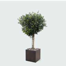 Green bubble Combi deal   Olijfboom Olea Lorc inclusief Grigio Cube   180 cm