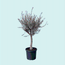 Fag Olea Lorc XL vertakt   220cm