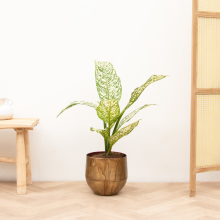 Dieffenbachia White Etna   70 cm
