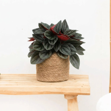 Peperomia Santorini   20cm
