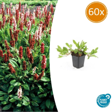 Green bubble Persicaria aff. 'Darjeeling Red'   20cm