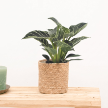Philodendron White Wave   30cm