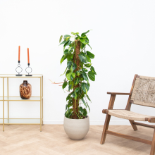 Philodendron Brasil mosstok   160cm