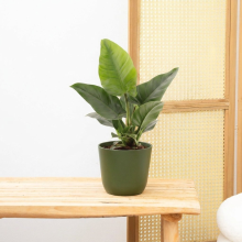 Philodendron Imperial Green   40cm