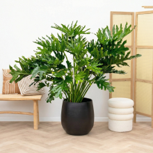 Philodendron selloum   120cm