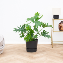 Philodendron Selloum   60cm
