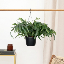 Phlebodium Aureum Blue Star hangplant   40cm