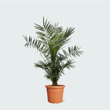 Phoenix Canariensis   130cm