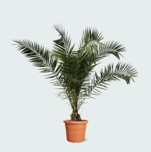 Phoenix Canariensis   230cm