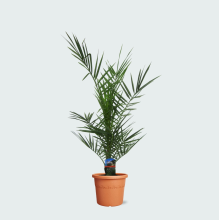 Phoenix Canariensis   80cm