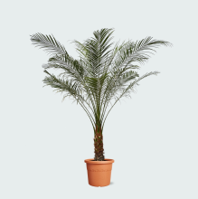 Phoenix Roebelenii op stam   140cm