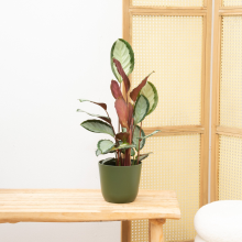 Calathea Picturata   70cm