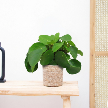 Pilea Peperomioides (Pannenkoekenplant)   40 cm