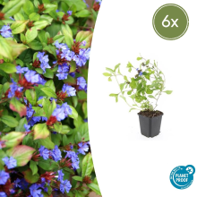 Green bubble Ceratostigma Plumbaginoides   20cm