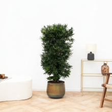 Podocarpus Macrophyllus   130cm