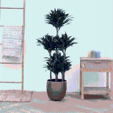 Dracaena Fragrans compacta carrousel   140 cm