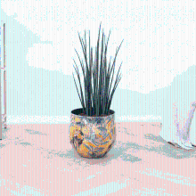 Sansevieria Mikado   80 cm
