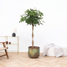 Schefflera Arboricola gevlochten stam   160 cm