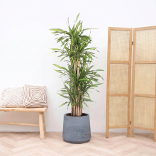 Dracaena Riki Fragrans vertakt   180cm