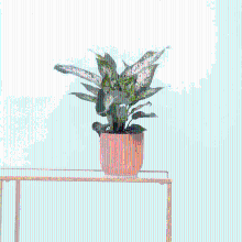 Dieffenbachia 'Compacta'   35 cm