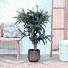 Dracaena Song of Jamaica vertakt   100cm