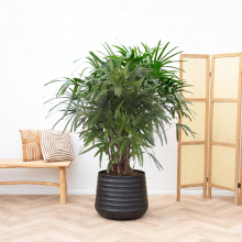 Rhapis Excelsa   130cm