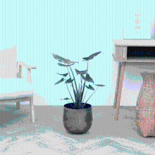 Alocasia Zebrina   40 cm