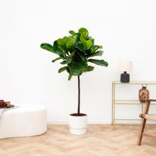 Ficus Lyrata stam   100cm