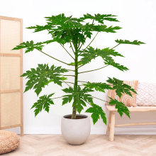 Papaya   180cm