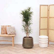 Dracaena Reflexa Anita vertakt   160cm
