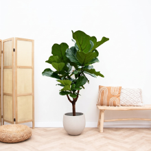 Ficus Lyrata vertakt   120cm