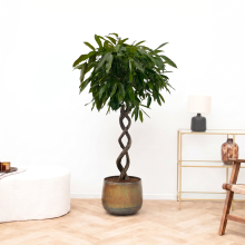 Ficus Binnendijkii Amstel King dubbel spiraal   130cm