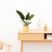 Philodendron Narrow Escape   40 cm