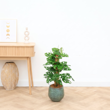 Monstera monkey leaf mosstok   70 cm