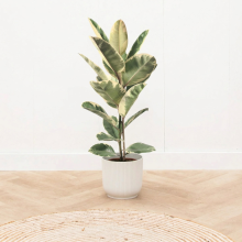 Ficus Tineke struik   90 cm
