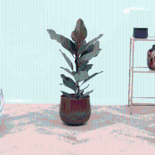 Ficus benghalensis audrey   80 cm
